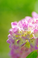 紫陽花