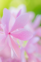ヒカリと紫陽花 〜  あなたと 〜