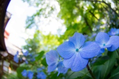 紫陽花寺