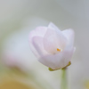 Sakura in the Light　No.3／3