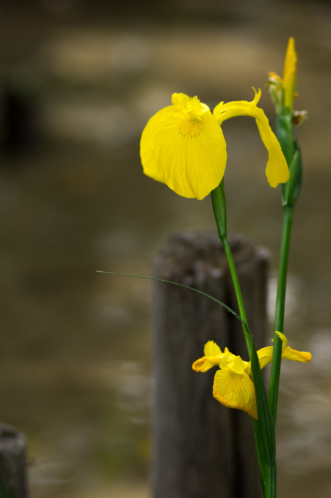 黄菖蒲八景　～その六～