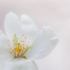 桜ほわいと No.2／2