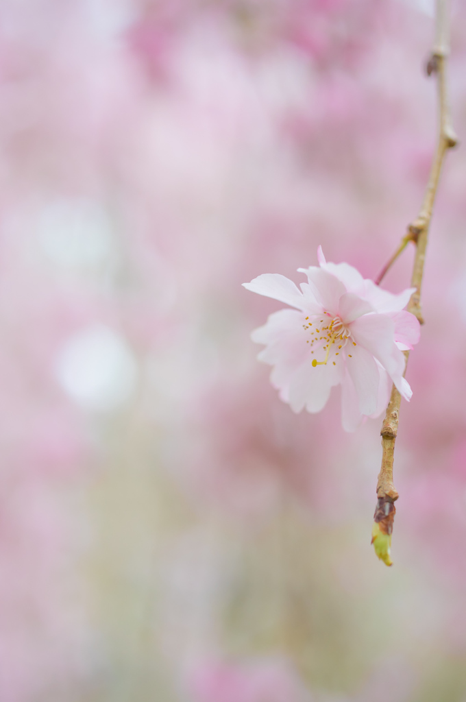桜Again・・・ゆらゆら枝垂桜