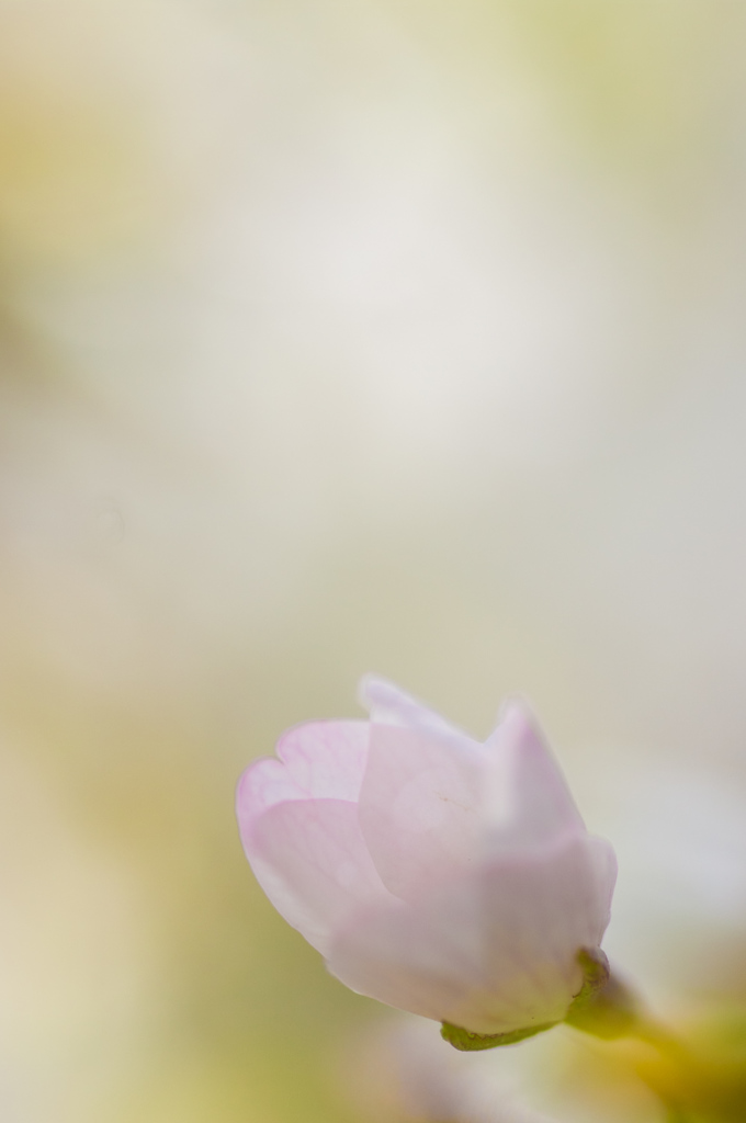 Sakura in the Light　No.1／3