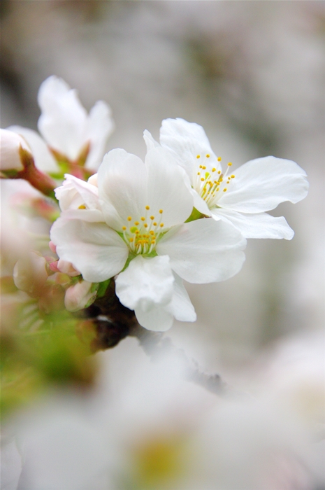 根川緑道の桜