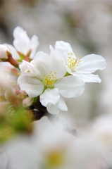 根川緑道の桜