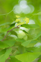 新緑～イチョウ１（東京・国営昭和記念公園）