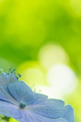ヒカリと紫陽花 〜 気持ち 〜