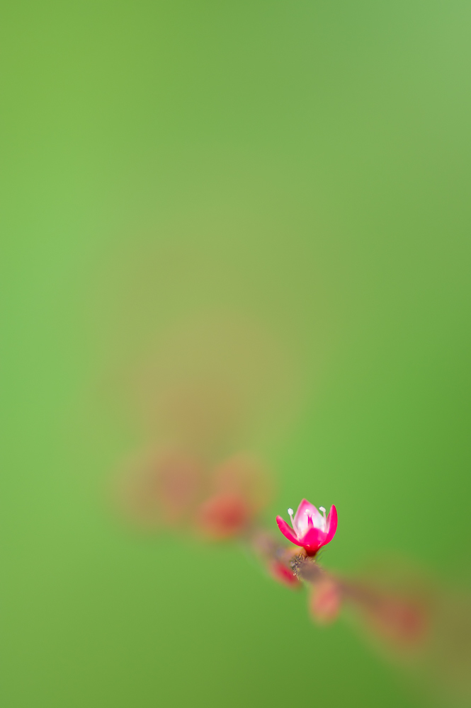 咲く