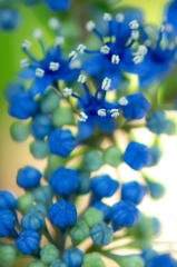 ヒカリと紫陽花 〜 輝き 〜