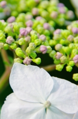 紫陽花