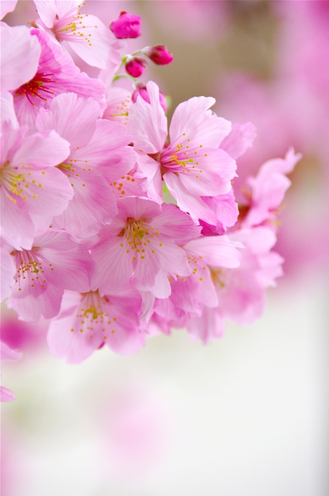 バス停の桜