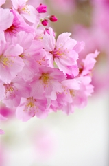 バス停の桜