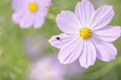 てんとう虫と秋桜002