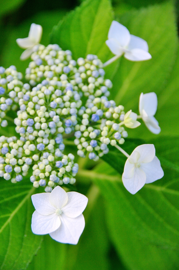 紫陽花