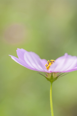 ヒカリと秋桜001