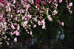 根川緑道の桜