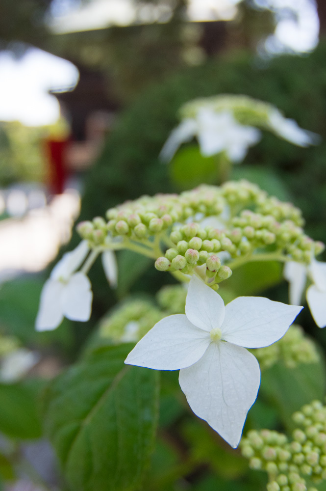 東京都・高幡不動尊の紫陽花