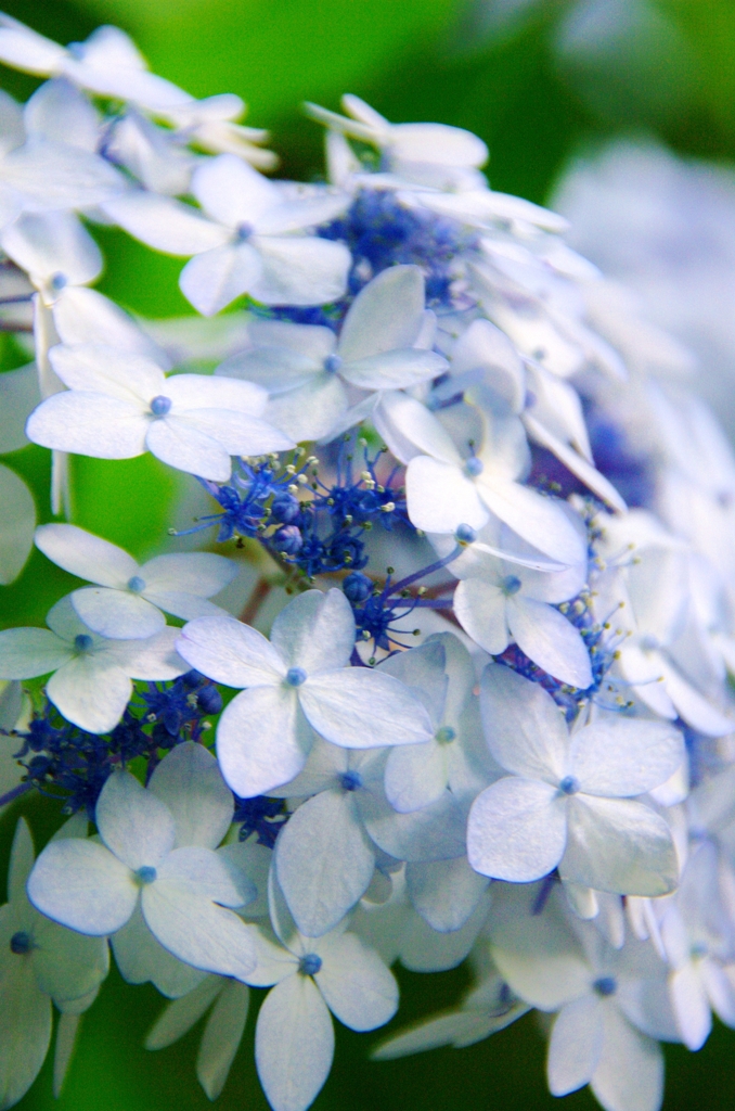 紫陽花