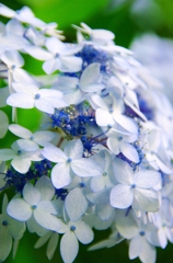 紫陽花