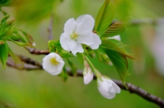 根川緑道の桜