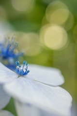 ヒカリと紫陽花 〜 天使の輪 〜
