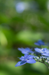 東京都・高幡不動尊の紫陽花