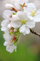 根川緑道の桜