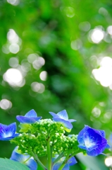 紫陽花