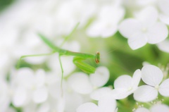 紫陽花とカマキリ