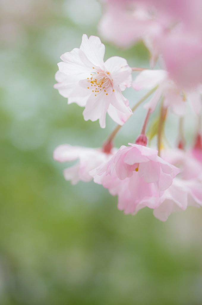 桜Again・・・ふんわり枝垂桜