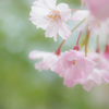 桜Again・・・ふんわり枝垂桜