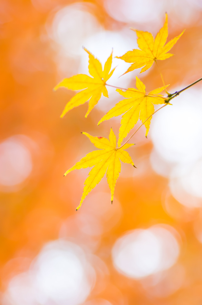 Story of November No.11