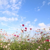 女心と秋の空