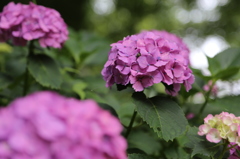 陽の光が花を紫に変える