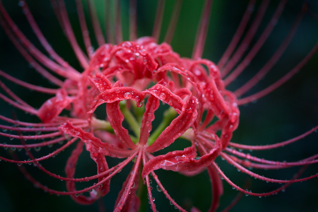 水に滴る曼珠沙華