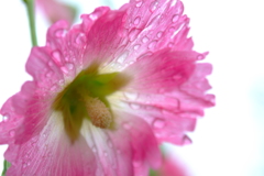 水も滴るｲｲお花