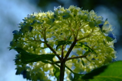 明月院　-　紫陽花