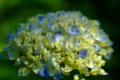 明月院　-　紫陽花