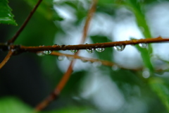 梅雨の朝