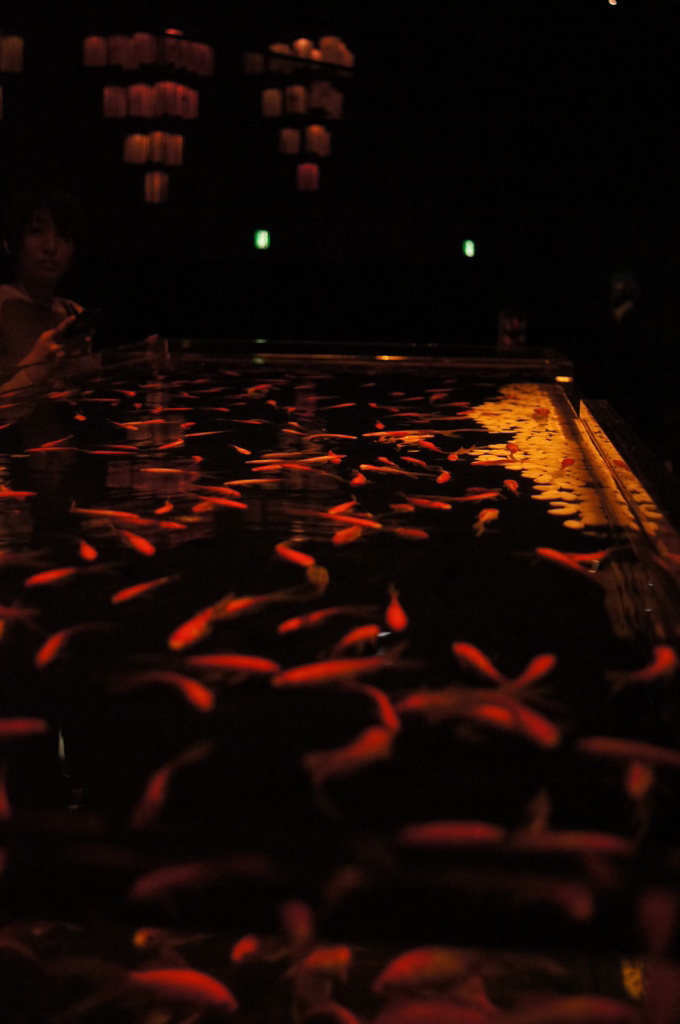 アクアリウム展_2013その３
