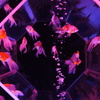アクアリウム展_2013