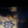 金魚３