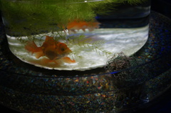 金魚
