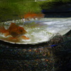 金魚
