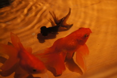 金魚４