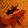 金魚４