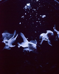金魚５