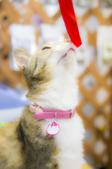 お気に入り