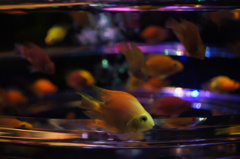 金魚２